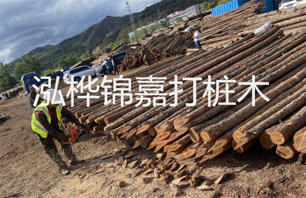 松木寄生價格多少錢一斤？！